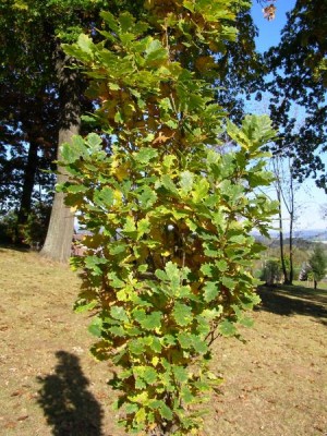 Dub letní, křemelák Quercus robur ´Fastigiata´