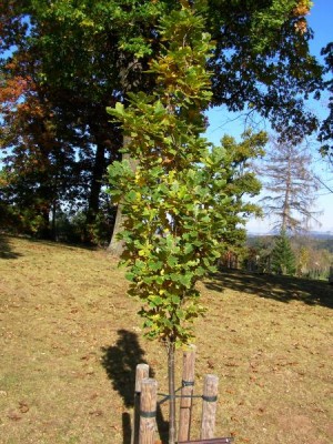 Dub letní, křemelák Quercus robur ´Fastigiata´
