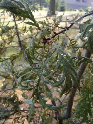 Dub letní, křemelák  Quercus robur ´Pectinatum´