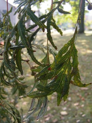 Dub letní, křemelák Quercus robur ´Pectinatum´
