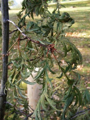 Dub letní, křemelák Quercus robur ´Pectinatum´