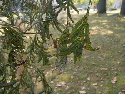 Dub letní, křemelák Quercus robur ´Pectinatum´