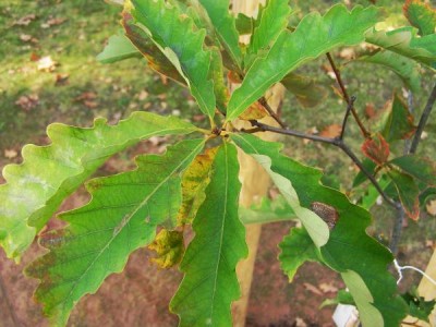 Dub Muehlenbergův Quercus muehlenbergii 