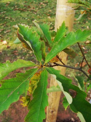 Dub Muehlenbergův Quercus muehlenbergii 