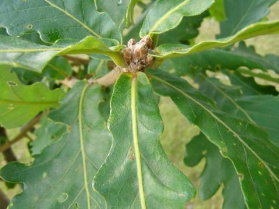 Dub zubatý Quercus dentata