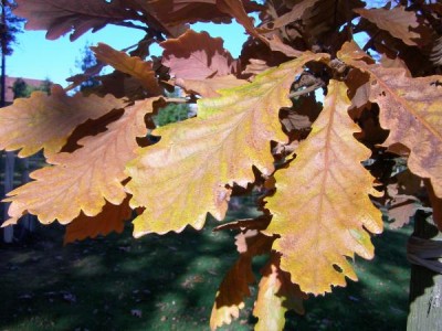 Dub zubatý - podzim Quercus dentata