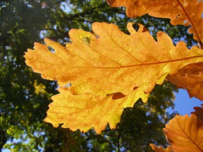 Dub zubatý - podzim Quercus dentata