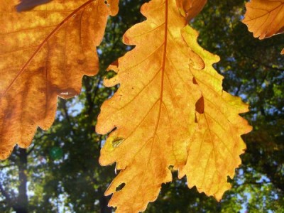 Dub zubatý - podzim Quercus dentata