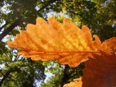  Dub zubatý - podzim Quercus dentata