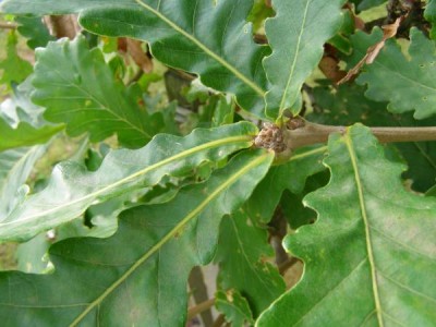 Dub zubatý Quercus dentata