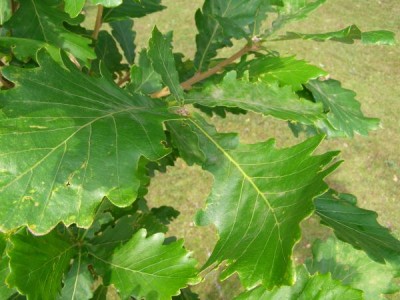 Dub zubatý Quercus dentata