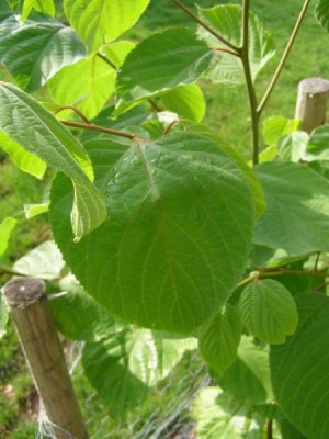 Dužistopka sladká Hovenia dulcis