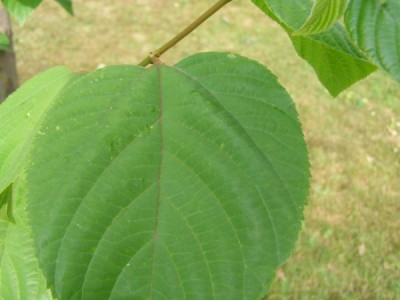 Dužistopka sladká Hovenia dulcis