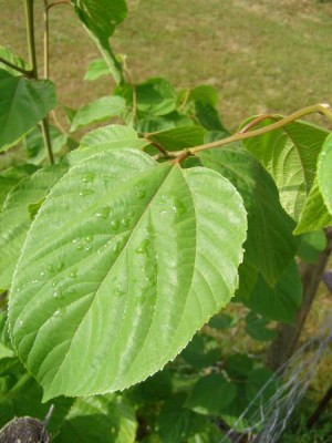 Dužistopka sladká Hovenia dulcis