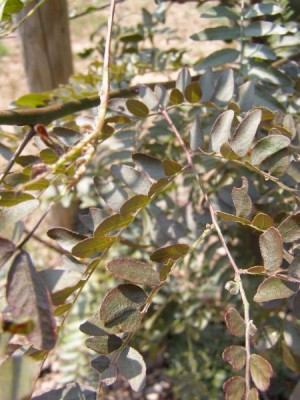 Dřezovec trojtrnný Gleditsia triacanthos ´Ruby lace´
