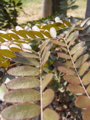 Dřezovec trojtrnný Gleditsia triacanthos ´Ruby lace´