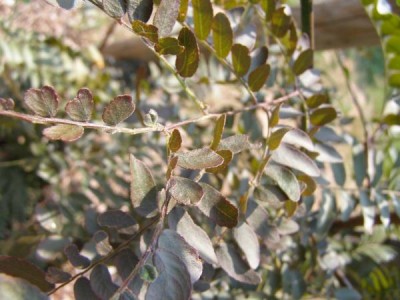 Dřezovec trojtrnný Gleditsia triacanthos ´Ruby lace´