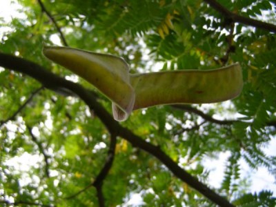 Dřezovec trojtrnný Gleditsia triacanthos ´Sunburst´