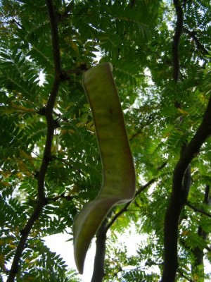  Dřezovec trojtrnný Gleditsia triacanthos ´Sunburst´