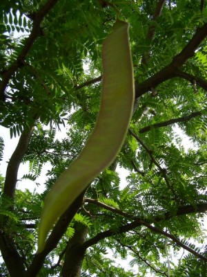 Dřezovec trojtrnný Gleditsia triacanthos ´Sunburst´