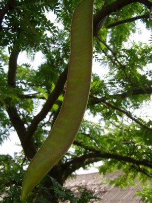  Dřezovec trojtrnný Gleditsia triacanthos ´Sunburst´