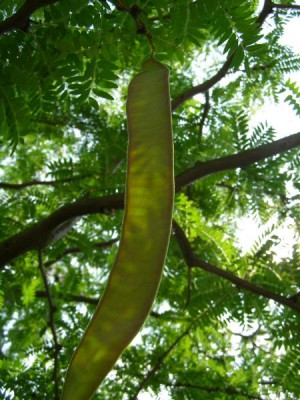  Dřezovec trojtrnný Gleditsia triacanthos ´Sunburst´