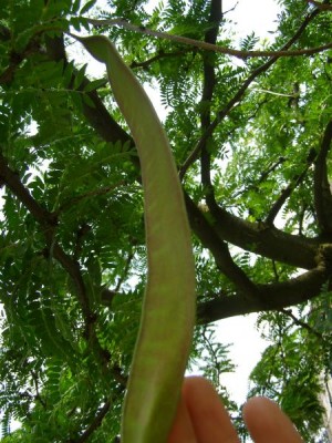 Dřezovec trojtrnný Gleditsia triacanthos ´Sunburst´