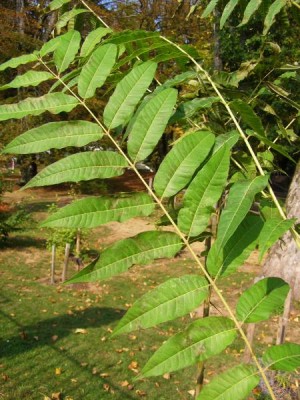 Česnekovník čínský Cedrela sinensis