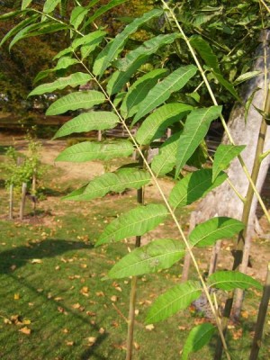 Česnekovník čínský Cedrela sinensis