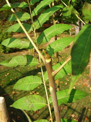 Česnekovník čínský Cedrela sinensis