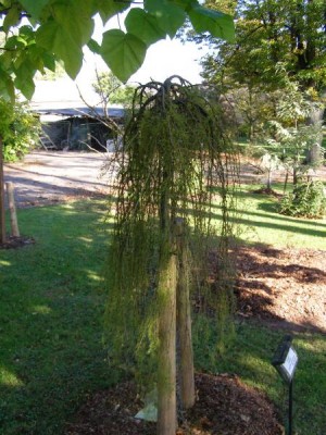 Čimišník Caragana ´Lorberrgii Wokker´