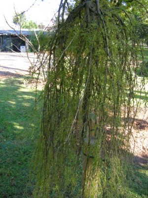 Čimišník Caragana ´Lorberrgii Wokker´