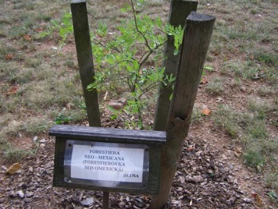 Forestierovka Forestiera