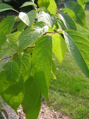 Gumojilm jilmovitý  Eucommia ulmoides