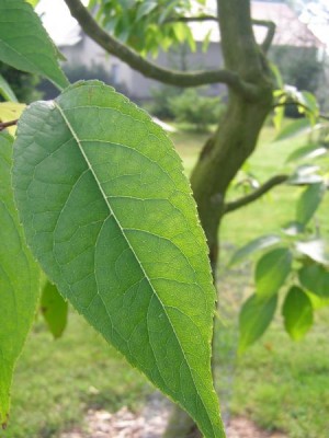 Gumojilm jilmovitý  Eucommia ulmoides