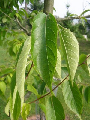 Gumojilm jilmovitý  Eucommia ulmoides