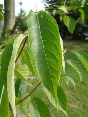 Gumojilm jilmovitý  Eucommia ulmoides