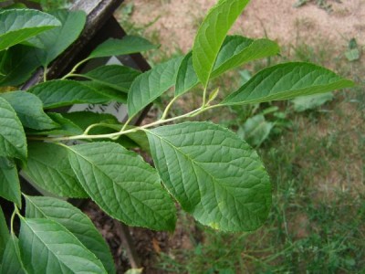 Halézie karolínská Halesia carolina