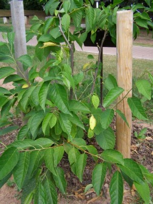 Halézie karolínská Halesia carolina