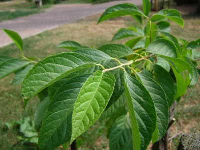 Halézie karolínská Halesia carolina