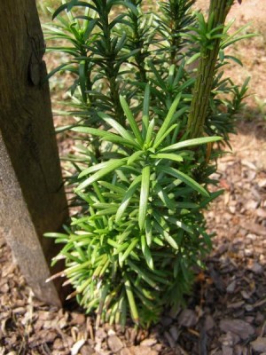 Hlavotis fortuneův Cephalotaxus fortunei