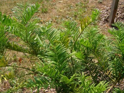 Hlavotis fortuneův Cephalotaxus fortunei