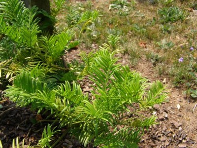 Hlavotis fortuneův Cephalotaxus fortunei