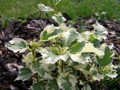 Ibišek syrský Hibiscus syriacus ´Purpureus variegatus´
