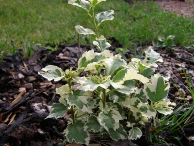 Ibišek syrský Hibiscus syriacus ´Purpureus variegatus´