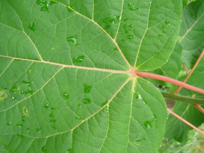 Idesie mnohoplodá Idesia polycarpa