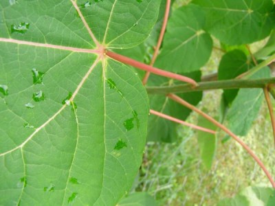 Idesie mnohoplodá Idesia polycarpa