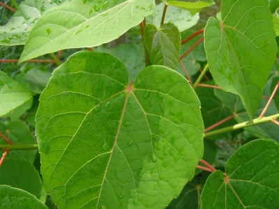 Idesie mnohoplodá Idesia polycarpa