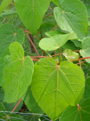 Idesie mnohoplodá Idesia polycarpa