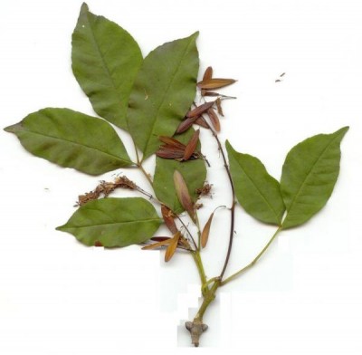 Jasan manový, zimnář - plody Fraxinus ornus